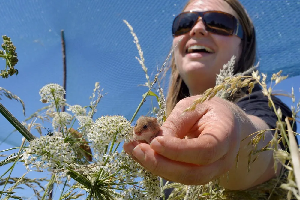 British Wildlife Photography Awards 2016 Winners