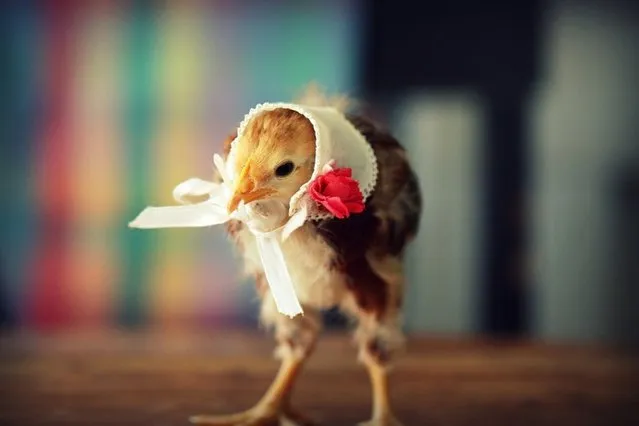 Adorable Baby Chicks Wearing Funny Little Hats