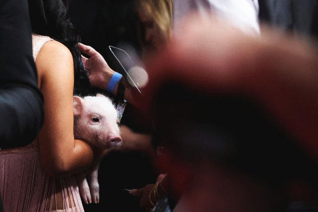 A pig is held by Jessie Murph as she attends the 60th Academy of Country Music (ACM) Awards in Frisco, Texas, on May 8, 2025. (Photo by Kaylee Greenlee Beal/Reuters)