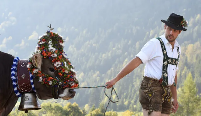 A farmer walks with a decorated cow at the so-called Allgaeuer Viehscheid cattle drive on September 9, 2016 near the village of Oberstaufen, southern Germany. During the traditional “Almabtrieb” event, cow herds are brought from alpine pastures, where they stay during the summer, to their stables in the valley. (Photo by Christof Stache/AFP Photo)