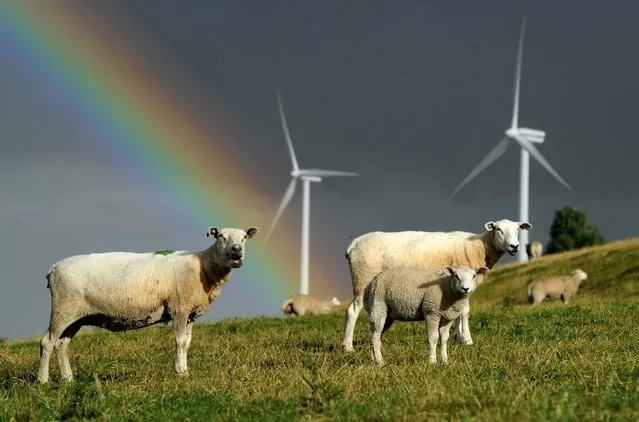 Sheep graze close to wind turbines as a rainbow is seen in the background near the northern German town of Husum. (Photo by Johannes Eisele/AFP Photo)