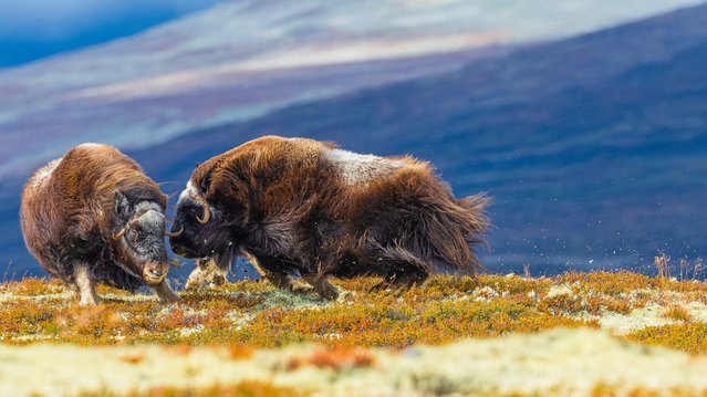 A fight between two female musk oxen, Norway, 2021. The image was captured in Norway’s Dovrefjell national park, where the musk ox (Ovibos moschatus) was reintroduced several years ago for its conservation. It is normal for males of this species to engage in fierce battles during the mating season but unusual for two females. (Photo by Miquel Angel Artús Illana)