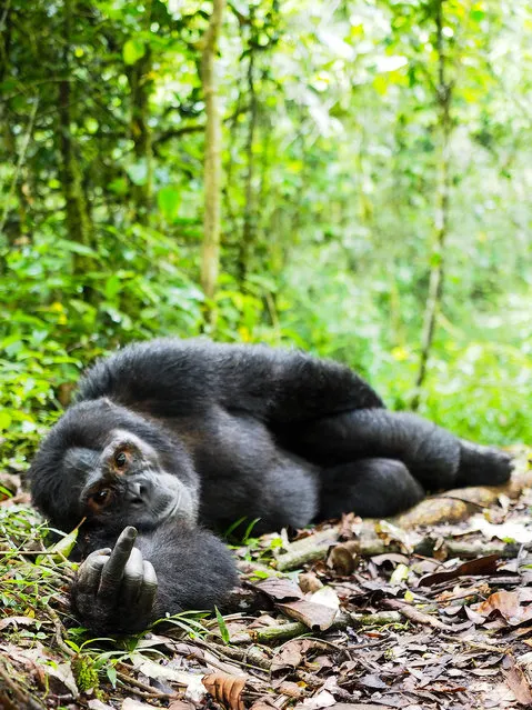 'Wilderness speaks!'  A gorilla appears to gesture at the photographer. (Photo by Gil Gofer/Comedy Wildlife Photography Awards/Mercury Press)