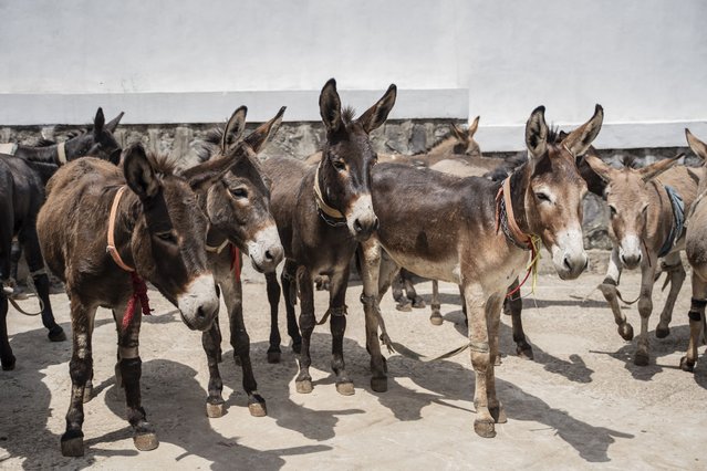 Donkeys wait to receive care at a clinic in Addis Ababa, Ethiopia, on May 15, 2025. Ethiopia is thought to have the most donkeys in the world, one in five of the global total according to the United Nations, and they form a vital part of the economy. The UN Food and Agriculture Organisation says Ethiopia had some 9 million donkeys in 2018. They play a major economic role in the East African country of around 130 million people, ploughing fields and transporting goods. Donkeys offer a cheaper alternative to cars at a time when petrol prices have risen sharply. (Photo by Amanuel Sileshi/AFP Photo)