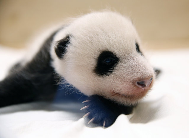 An undated handout photo made available by Everland shows a 50-day-old female panda at the Everland amusement park in Yongin, South Korea (issued 10 September 2020) The baby panda was born to 7-year-old giant panda Ai Bao and her partner, 9-year-old Le Bao, on 20 July. The giant pandas came from China to South Korea in March 2016 for joint research on the endangered species under an agreement between the two countries. (Photo by EVERLAND/EPA/EFE)
