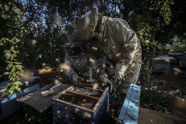 A picture made available on 23 September 2016 showing bees flying around a beekeeper, in a bee farm in rebel-held Douma, Eastern Ghouta, Syria, 22 September 2016. (Photo by Mohammed Badra/EPA)