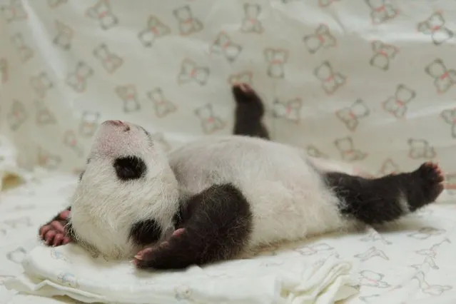 This undated handout photograph released by the Taipei City Zoo on August 11, 2013 shows a newly born panda cub at the zoo in Taipei. The public will have to wait three months to catch a glimpse of the first panda born in Taiwan, officials said in July, after she was successfully delivered by parents who were gifted from China. (Photo by AFP Photo/Taipei City Zoo)