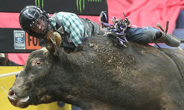 Brady Oleson of Blackfoot, Indiana hold tightly onto Suspicious the bull, during his ride on day two of the Professional Bull Riders at the Scottrade Center in St. Louis on February 18, 2018. (Photo by Bill Greenblatt/UPI/Barcroft Images)