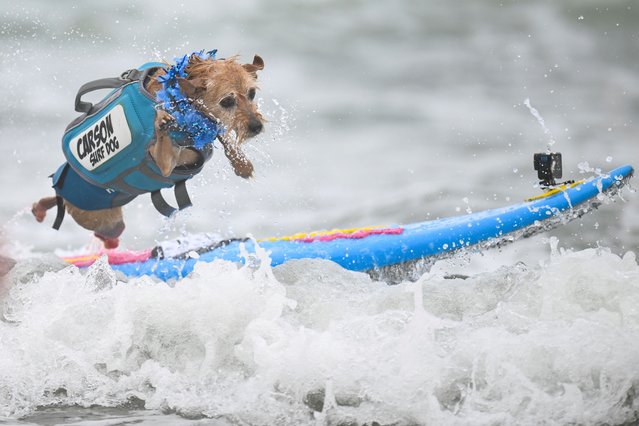Carson Surf Dog jumps off his board after catching a wave during the World Dog Surfing Championships Saturday, Aug. 2, 2025, in Pacifica, Calif. (Photo by Eakin Howard/AP Photo)