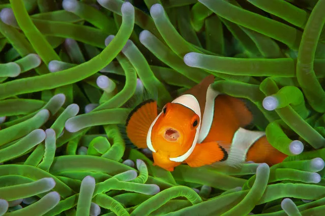 Winner – 11 to 14 years old: A mean mouthful by Sam Sloss, Italy/USA. On a diving holiday in north Sulawesi, Indonesia, Sam stopped to watch the behaviour of a group of clownfishes around their home, a magnificent anemone. It was only when he downloaded the photos that he saw tiny eyes peeping out of its mouth. It was a “tongue-eating louse”, a parasitic isopod that swims in through the gills as a male, changes sеx, grows legs and attaches itself to the base of the tongue, sucking blood. When the tongue withers and drops off, the isopod takes its place. (Photo by Sam Sloss/Wildlife Photographer of the Year 2020)