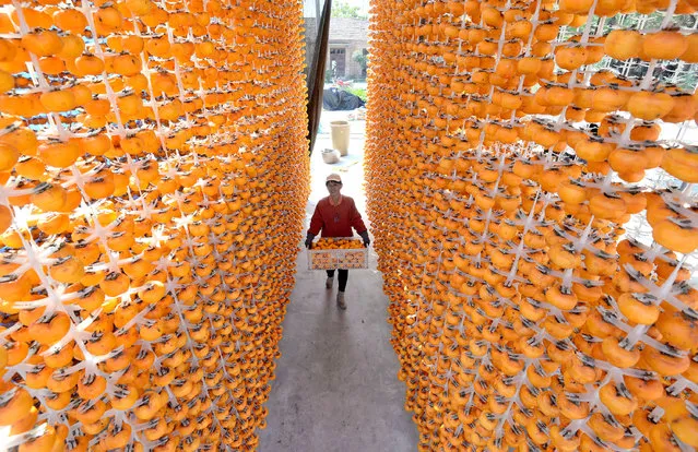 A farmer carries processed persimmons in Handan City, Hebei Province, China on October 23, 2020. (Photo by Costfoto/Barcroft Media via Getty Images)