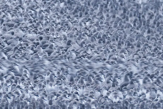 Thousands of knot gather on a lagoon during the “Snettisham Spectacular” on February 22, 2023 in Snettisham, Norfolk. The so called “Snettisham Spectacular” is a time when particularly high tides push the many wading birds off their feeding ground on the Wash to a lagoon, where they wait for the receding tide to continue feeding. The reserve lies on the edge of “The Wash”, one of the most important bird estuaries in the UK, supporting over 300,000 birds. A few times every year higher than average tides force thousands of waders including knot, oystercatchers, sanderlings, black and bar tailed godwit and plover to take flight, and advance up the mud flats in search of food. The event is one of the most incredible wildlife spectacles in the UK.  (Photo by Dan Kitwood/Getty Images)