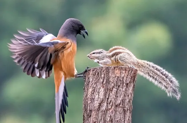 This squirrel appears to have its fist clenched ready to fight a bird that has landed on its favourite tree stump. The photos were taken by clothing business owner Anuj Jain in Chandigarh, India in February 2023. (Photo by Anuj Jain/Solent News & Photo Agency)