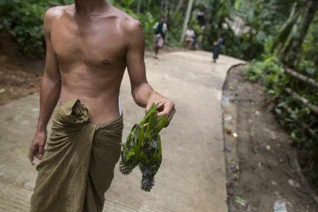 A man shows birds that he shot for food on Madae island, Kyaukpyu township, Rakhine state, Myanmar October 7, 2015. (Photo by Soe Zeya Tun/Reuters)