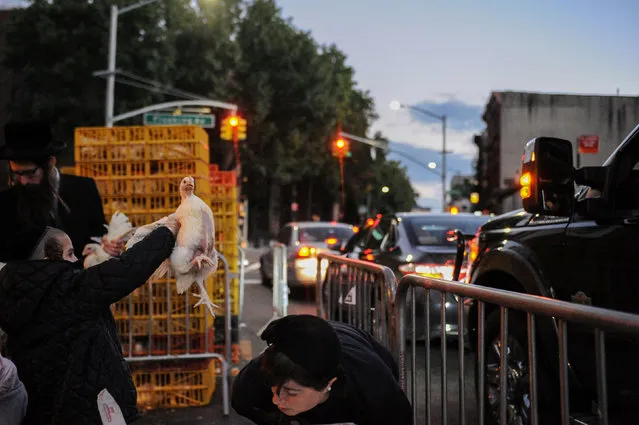 People participate in the Jewish religious holiday of Kaporos in the Brooklyn borough of New York City, October 9, 2016. (Photo by Stephanie Keith/Reuters)