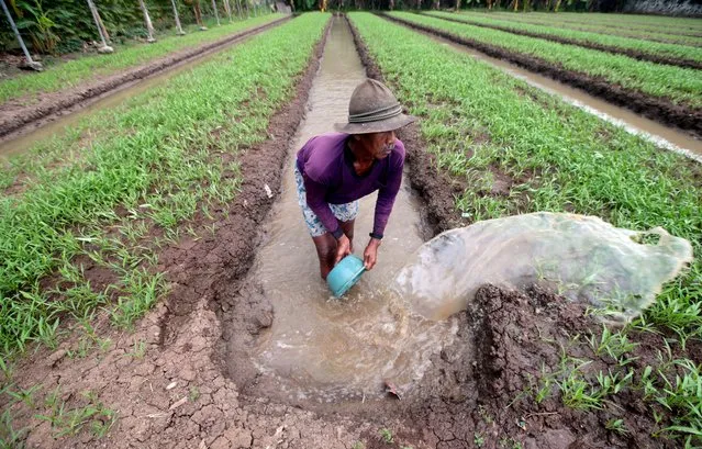 An Indonesian farmer sprays water to his kale plants in his field in Teluk Naga, Tanggerang, Banten, Indonesia, 22 March 2018. World Water Day is held annually on 22 March as a means of focusing attention on the importance of freshwater and advocating for the sustainable management of freshwater resources. The theme for World Water Day 2018 is “Nature for Water”, exploring nature-based solutions to the water challenges we face in the 21st century. (Photo by Bagus Indahono/EPA/EFE/Rex Features/Shutterstock)
