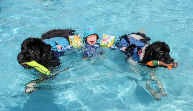 Newfoundlands Milo and Lulu are in their element giving Maddie Musgrave, three, a ride at Aldershot lido, UK on September 7, 2025, which marks the end of its season with an annual swim for dogs. (Photo by Richard Pohle/Times Media Ltd)
