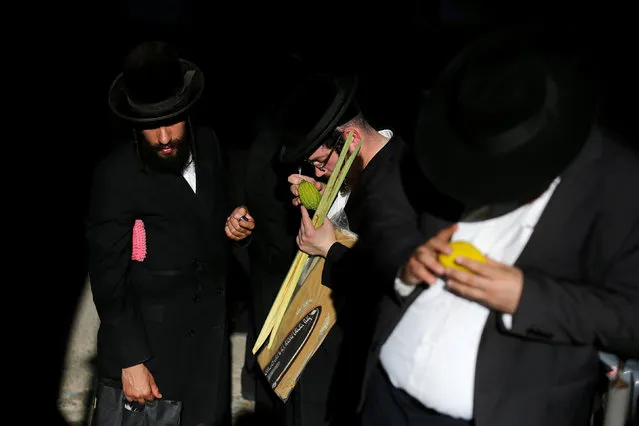 Ultra-Orthodox Jewish man inspect etrogs, citrus fruit used in rituals during the upcoming Jewish holiday of Sukkot in Jerusalem's Mea Shearim neighbourhood, October 13, 2016. (Photo by Amir Cohen/Reuters)