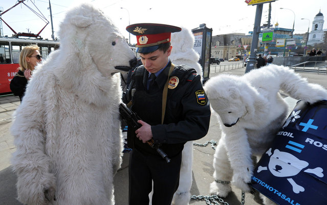 Police officers detain Greenpeace activists wearing polar bears costumes outside Norwegian oil and gas group Statoil's office  in Moscow, on April 25, 2013, after their staged show against Statoil's planned drilling in the Arctic. According to Greenpeace the staged show was aimed to draw attention to the threats of the catastrophic climate and  environment consequences of Arctic oil drilling. (Photo by Yuri Kadobnov/AFP Photo)