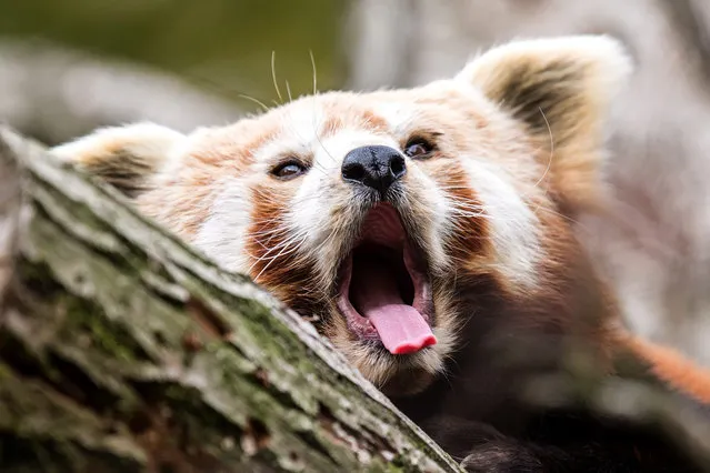 The red panda 'Luri' in the Opel Zoo in Kronberg im Taunus, Germany, 30 October 2015. The Red Panda (Ailurus fulgens), also known as the lesser panda or the red cat bear, lives predominately in the Himilayas at heights of up until 4800 metres. (Photo by Alexander Heinl/EPA)