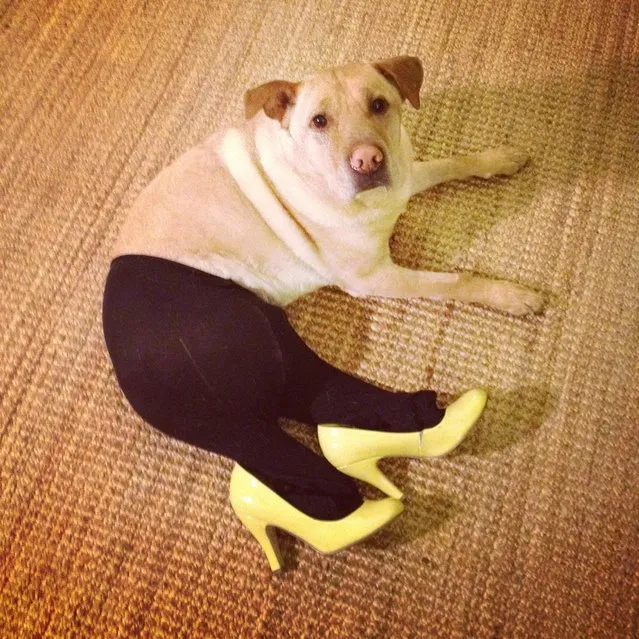 Shanghaiist - #Dogs in pantyhose #China's most hilarious meme