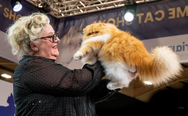 Luci, a red tabby and white Persian cat is judged Best in Show Household Pet during the GCCF Supreme Show at Stoneleigh Park on October 18, 2025 in Kenilworth, England. (Photo by Shirlaine Forrest/Getty Images)