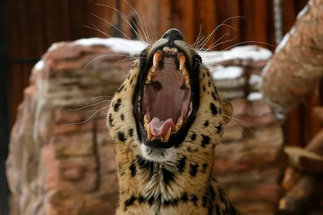Kirin, a seven-year-old male Amur (Far Eastern) leopard, yawns inside an open-air cage at the Royev Ruchey zoo in Krasnoyarsk, Russia, October 21, 2016. (Photo by Ilya Naymushin/Reuters)