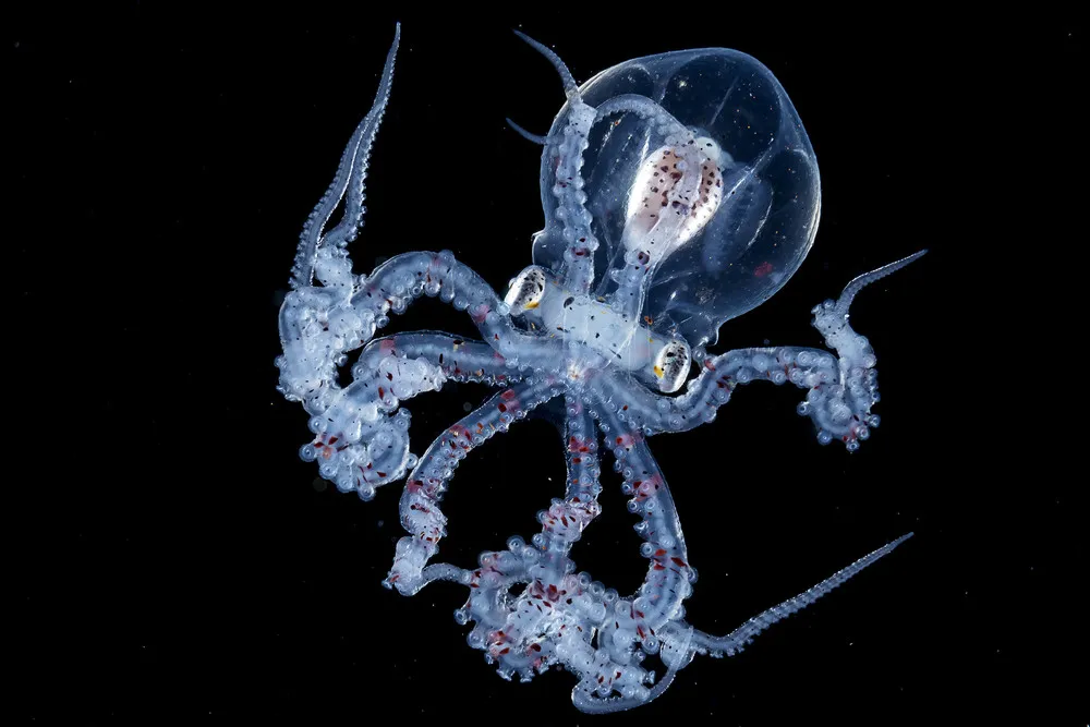 Creatures of the Deep