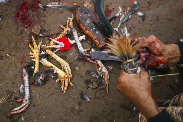 Balinese man collect roosters leg from a  cock fighter that lost his fight, during the Tabuh Rah ceremony at a Temple in Gianyar, Bali, Indonesia, 28 December 2014. (Photo by Made Nagi/EPA)