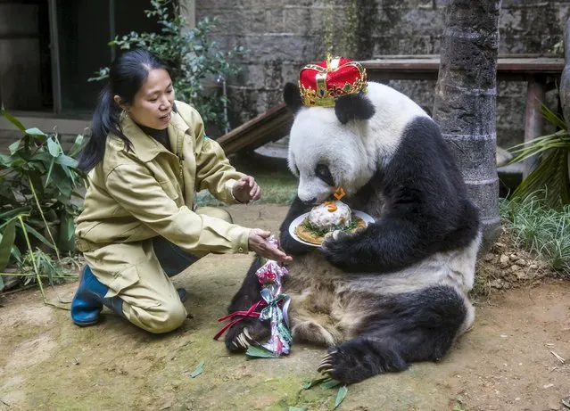 Giant panda Basi eats a cake given by a keeper to celebrate its 35th birthday, at a giant panda research centre in Fuzhou, Fujian province, China, November 28, 2015. According to local media, Basi is the eldest giant panda in mainland China. (Photo by Reuters/Stringer)