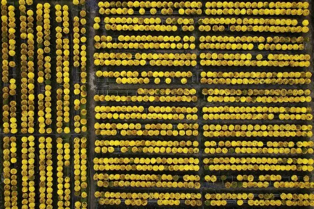 This aerial photograph shows flowers in a field at the Sa Dec flower village, largest flower supplier in southern Vietnam's Mekong Delta region on January 22, 2021, ahead of Lunar New Year or Tet celebrations. (Photo by Manan Vatsyayana/AFP Photo)