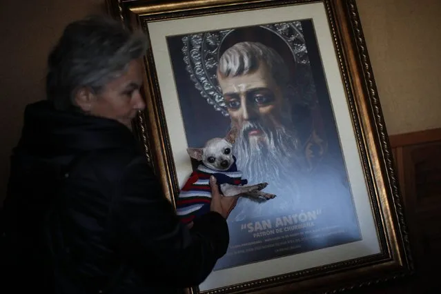 A woman holds her dog next to a picture of San Anton after it was blessed by a priest outside San Anton church in Churriana, near Malaga, southern Spain, January 17, 2015. (Photo by Jon Nazca/Reuters)