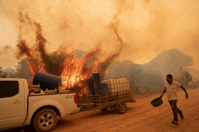 A volunteer tries to douse the fire on the Transpantaneira road in the Pantanal wetlands near Pocone, Mato Grosso state, Brazil, Friday, September 11, 2020. The number of fires in Brazil's Pantanal, the world's biggest tropical wetlands, has more than doubled in the first half of 2020 compared to the same period last year, according to data released by a state institute. (Photo by Andre Penner/AP Photo)