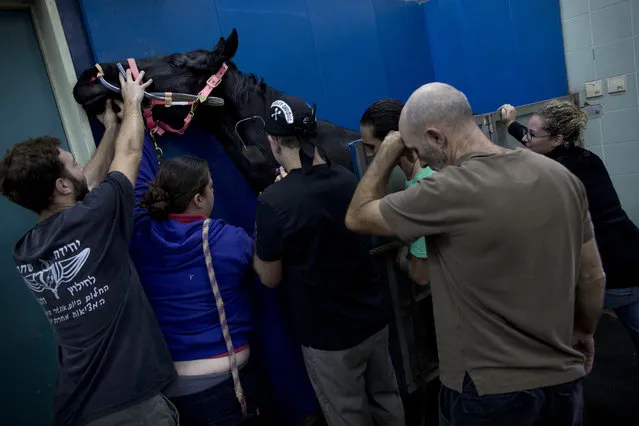 In this Saturday, Nov. 28, 2015 photo,  veterinarians and students hold a horse as he is being anesthetized before a surgery at the Hebrew University's Koret School of Veterinary Medicine in Rishon Lezion, Israel. To prepare a horse for surgery, anesthesiologists slip an infusion into the animal's jugular vein, which is harder to dislodge than an IV in the leg. (Photo by Oded Balilty/AP Photo)