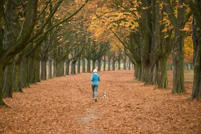 A woman joggs with her dog through a  forest near Cologe, Germany Friday November 4, 2016. (Photo by Henning Kaiser/DPA via AP Photo)