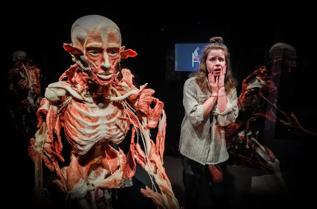 A visitor reacts next to a plastinated human body on display during press review of the anatomical exhibition “Body Worlds” in Moscow, Russia, 11 March 2021. All exhibits are real bodies donated by their owners for this educational project and painstakingly processed according to all the rules of plastination. In total, since 1980, more than 19,000 people have donated their bodies for plastination. The Body Worlds exhibition will start 12 March 2021. (Photo by Yuri Kochetkov/EPA/EFE)