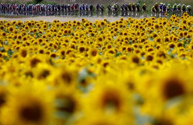 The pack rides through a sunflower field during the 8th stage of the 110th edition of the Tour de France cycling race, 201 km between Libourne and Limoges, in central western France on July 8, 2023. (Photo by Stephane Mahe/Reuters)