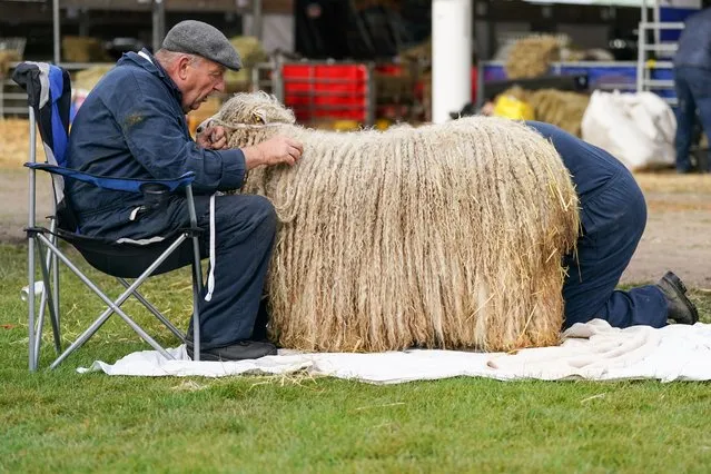 A man picks straw from the wool of his sheep as he prepares for competition during the first day of the 164th Great Yorkshire Show on July 11, 2023 in Harrogate, England. Held at the Yorkshire Showground the Great Yorkshire Show is known as one of the best agricultural shows in the UK, welcoming 140,000 people to the 250-acre site. The four-day show celebrates agriculture, food, farming and countryside, with a respect for tradition while welcoming new additions. (Photo by Ian Forsyth/Getty Images)