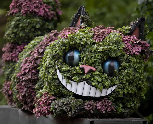 A Cheshire Cat planting grins in the “Alice’s Adventures in the Garden” exhibit at Memphis Botanic Garden Tuesday, May 10, 2022, in Memphis, Tenn. The exhibit will remain open until Oct. 31. (Photo by Christine Tannous//The Commercial Appeal via AP Photo)