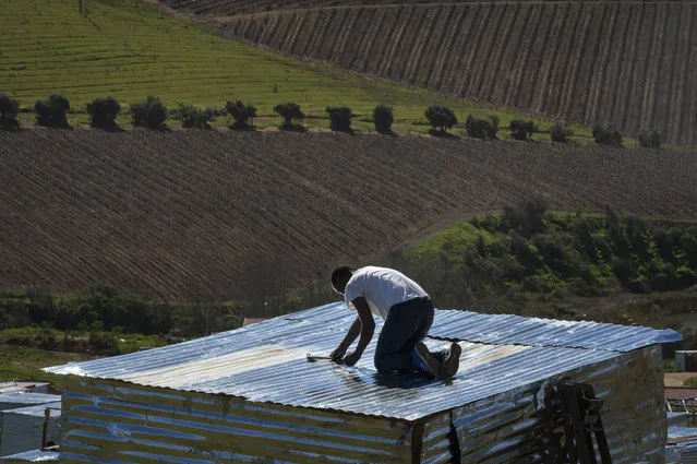 People lay out plots and build shacks on a piece of land belonging to the Louiesenhof Wine Estate on August 8, 2018, in Stellenbosch, which is at the centre of the South African wine-producing region. Hundreds of shacks have been erected on the property, which is next to the Kayamandi informal settlelment, despite people being evicted from the same land several months ago. (Photo by Rodger Bosch/AFP Photo)
