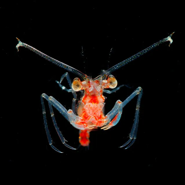 A Eplumula phalangium megalopa larva. (Photo by Ryo Minemizu/The Guardian)