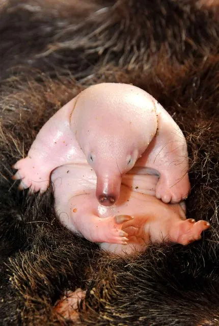 It's a 30-day-old Echidna baby, known as a “puggle” – one of only 24 ever bred in captivity. The proud parents are Tippy and Pickle of Australia Zoo. The tiny baby, whose s*x has not yet been identified, hatched from a soft egg and will continue to develop and nurse inside Tippy's warm pouch. (Photo by Australia Zoo/Rex/Sipa Press)