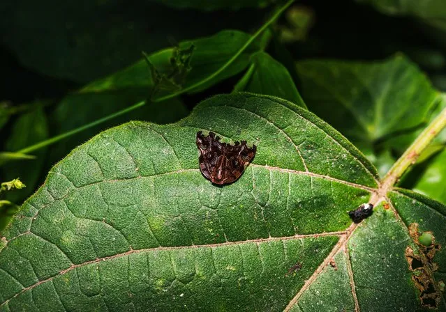 This photo was taken in a forest at Tehatta, West Bengal, India on May 7, 2023. Black planthopper or Ricaniid Planthopper (Ricania speculum) is a species of planthoppers belonging to the family Ricaniidae found in low-elevation Mountains and prefers dark environments of China, India, Indonesia, Japan, Korea, Philippines, and Vietnam. Recently, it has been accidentally introduced in northern Italy. This species is considered a major agricultural pest for several crops in tropical and subtropical areas (apples, coffee plants, oil palms, Citrus species, etc. These insects feed on sap that they suck from the leaves of the host plants. Ricania speculum has a single generation per year. The eggs overwinter in the bark of the branches waiting for the spring hatching. (Photo by Soumyabrata Roy/NurPhoto via Getty Images)
