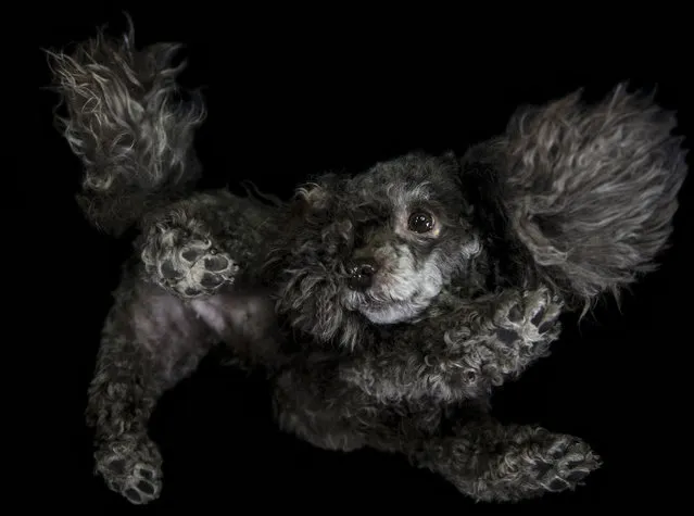 A photograph of a poodle taken from underneath on December 2016 in VA, Canada. (Photo by The Underdogs Project/Barcroft Images)