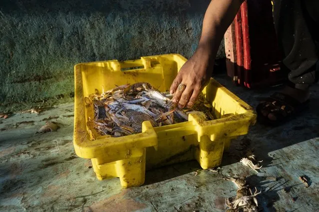 A fisherman sorts crabs on deck before delivering the haul to market after a limited number of boats were allowed to return to the sea following a cease-fire reached after an 11-day war between Hamas and Israel, in Gaza City, Sunday, May 23, 2021. (Photo by John Minchillo/AP Photo)