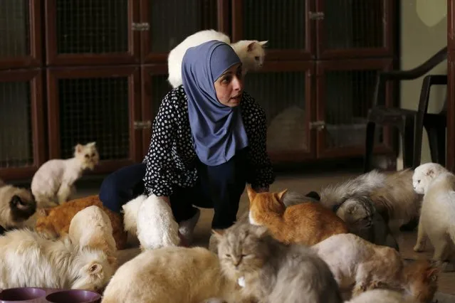 Jordanian Maysoon al-Badawi feeds her cats at her home in Amman March 17, 2015. Badawi began taking care of street cats 19 years ago, after witnessing a neighbour throwing a cat and its kittens from a high place. She is currently taking care of about 100 cats, providing them with food and medical treatment before putting them up for adoption, charging $50 for each cat to cover the cost of vaccination. (Photo by Muhammad Hamed/Reuters)