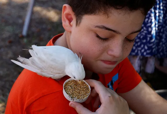 A child feeds a bird as he shelters with his family at a United Nations center after UNRWA said it relocated its central operations centre to the south of Gaza Strip after Israel's call for more than 1 million civilians in northern Gaza to move south within 24 hours, amid the Israeli-Palestinian conflict, in Khan Younis in the southern Gaza Strip on October 13, 2023. (Photo by Ibraheem Abu Mustafa/Reuters)