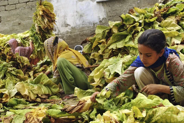 In this Wednesday, July 25, 2018, photo, Ansa Khan, along with elder sister and neighbors, gather tobacco leaves in Mardan, Pakistan. Since 2012 the United Nations has reserved Oct. 11 as the International day of the Girl Child “to recognize girls’ rights and the unique challenges girls face around the world”. This year the theme is employable skills for girls, particularly in the poorer economies. (Photo by Saba Rehman/AP Photo)