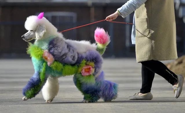 A woman walks a dog with styled and dyed fur on a street in Shenyang, Liaoning province, China on December 25, 2018. (Photo by Reuters/China Stringer Network)