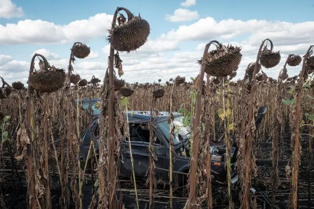 This photograph taken on September 22, 2022 shows a destroyed and abandoned car in a field of sunflowers which are sourced for cooking oil, in Artemivka on September 22, 2022. (Photo by Yasuyoshi Chiba/AFP Photo)